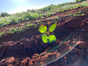 Why planting trees is so important